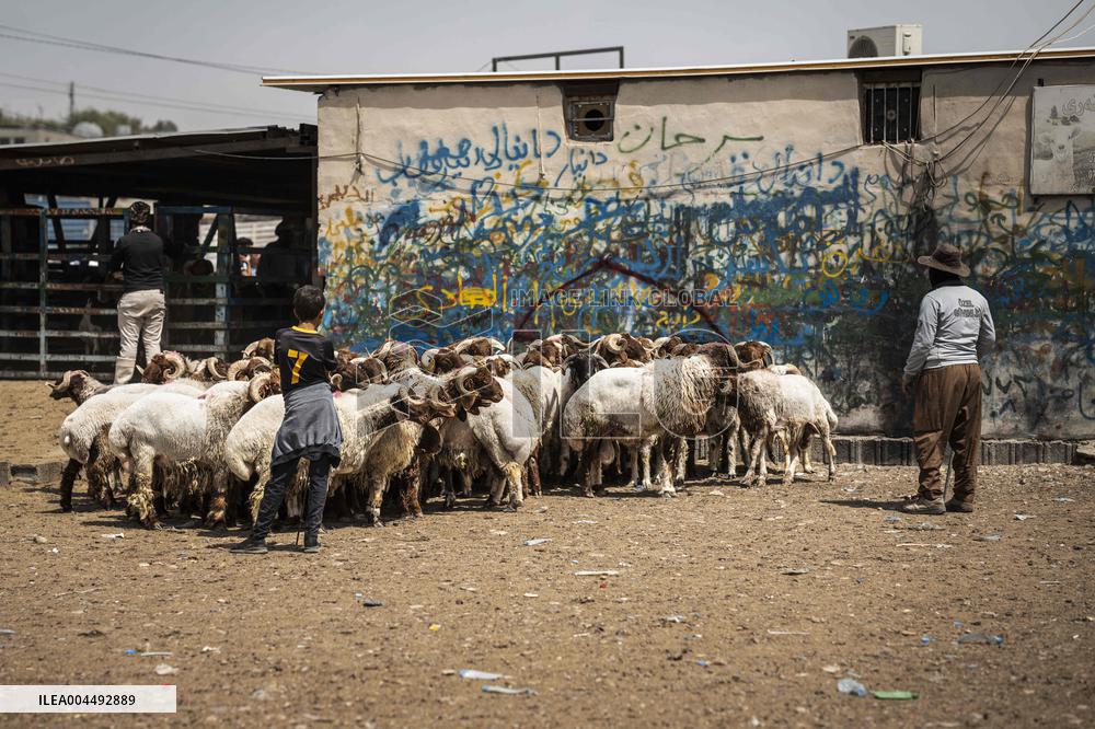 Animal Market - Iraq