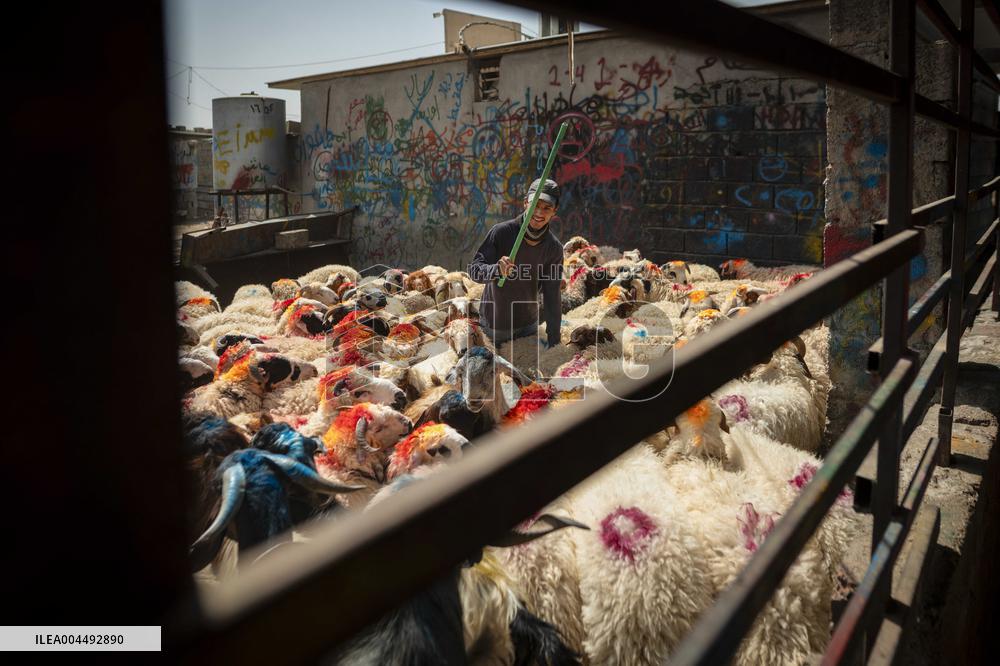 Animal Market - Iraq