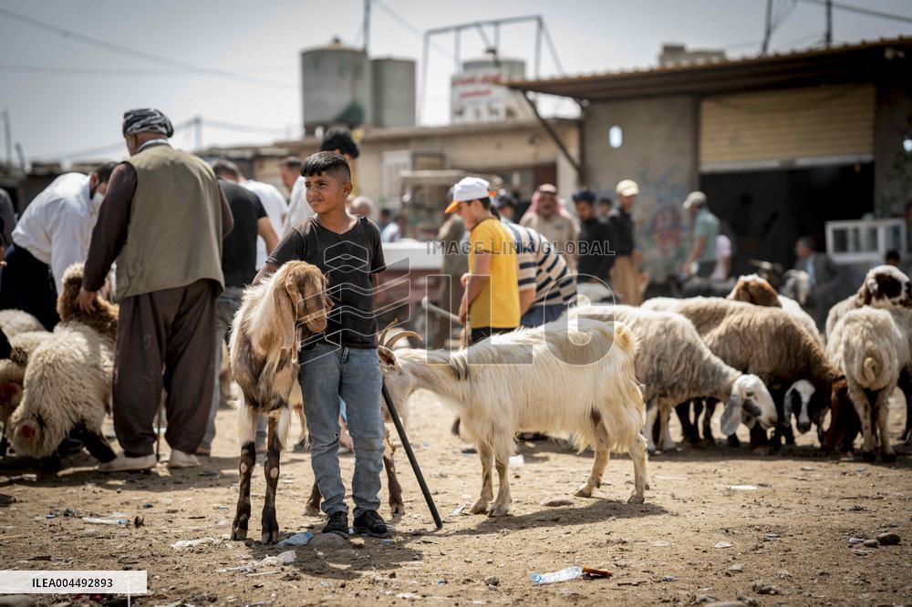 Animal Market - Iraq