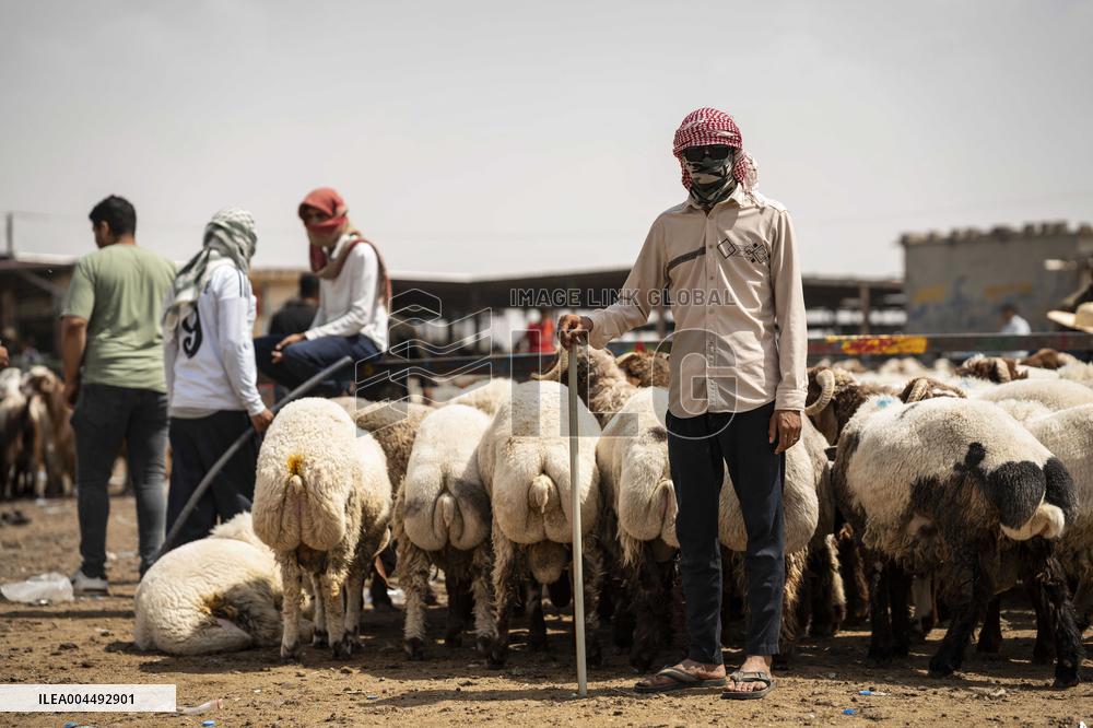 Animal Market - Iraq