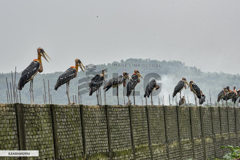 Guwahati Storks at Landfill - India