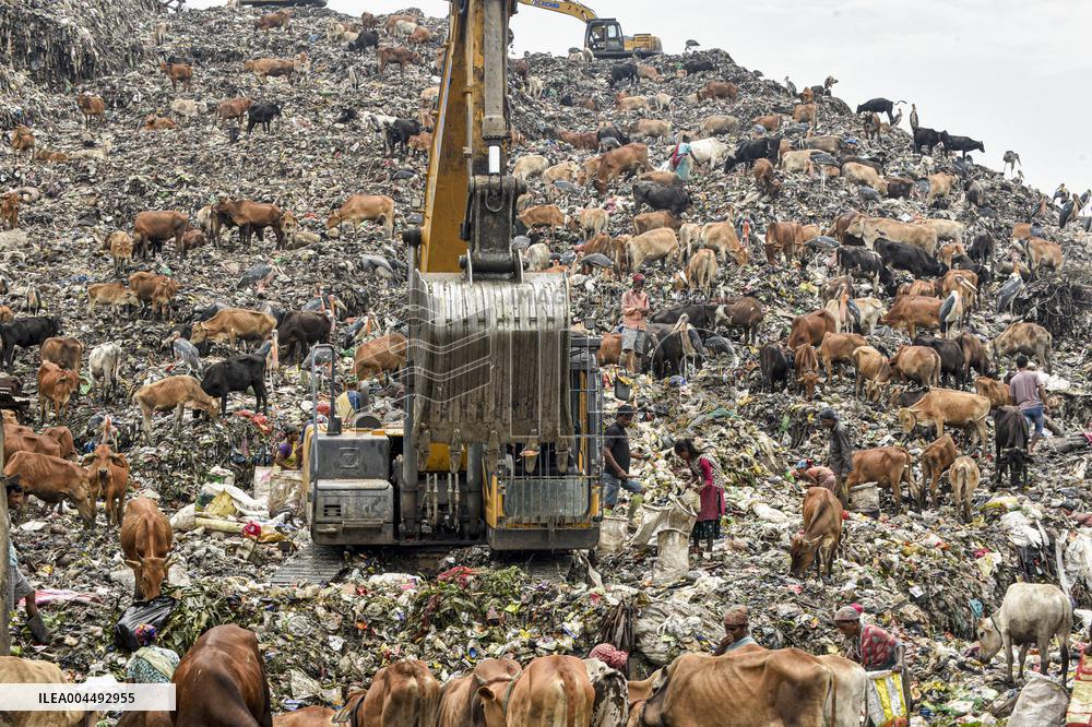Guwahati Storks at Landfill - India