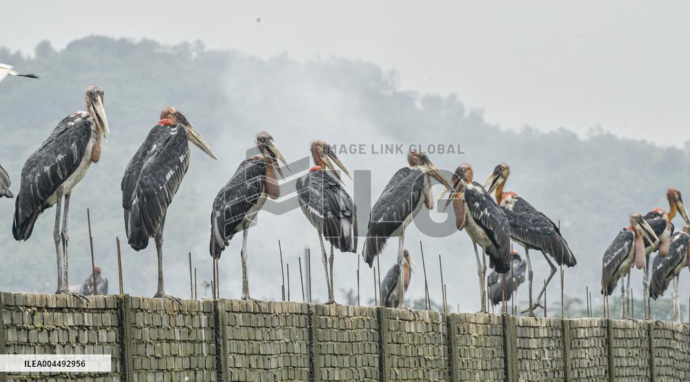 Guwahati Storks at Landfill - India