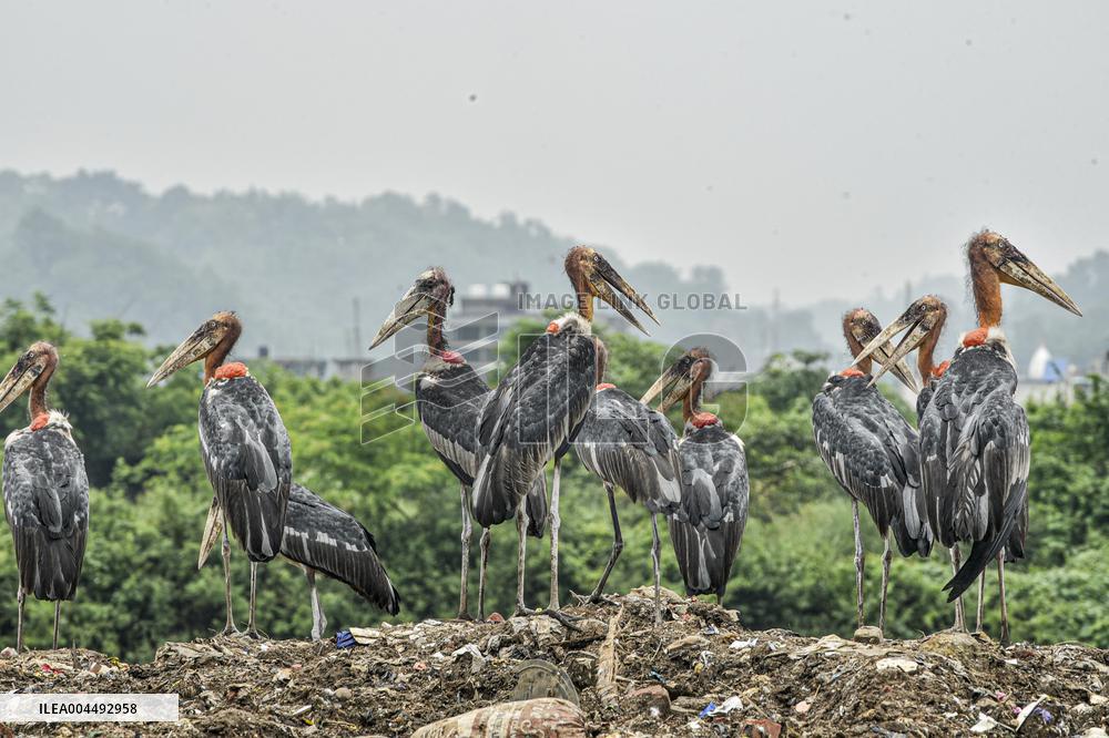 Guwahati Storks at Landfill - India