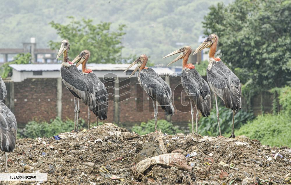 Guwahati Storks at Landfill - India