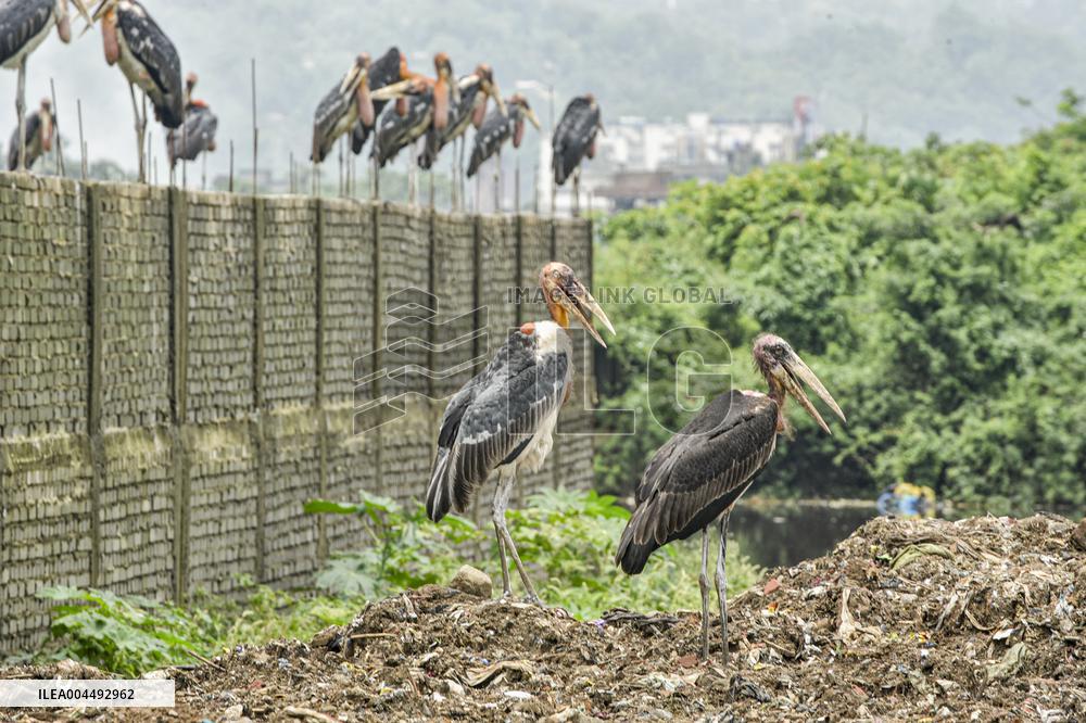 Guwahati Storks at Landfill - India