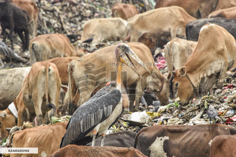 Guwahati Storks at Landfill - India