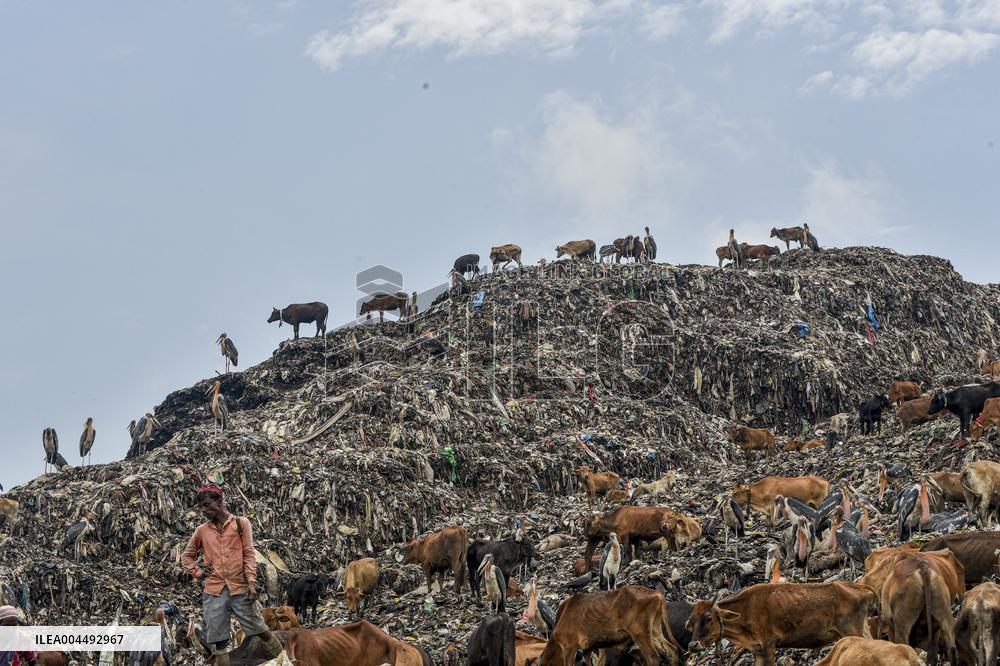 Guwahati Storks at Landfill - India