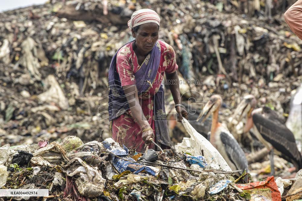 Guwahati Storks at Landfill - India