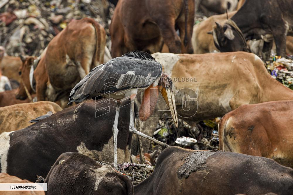 Guwahati Storks at Landfill - India