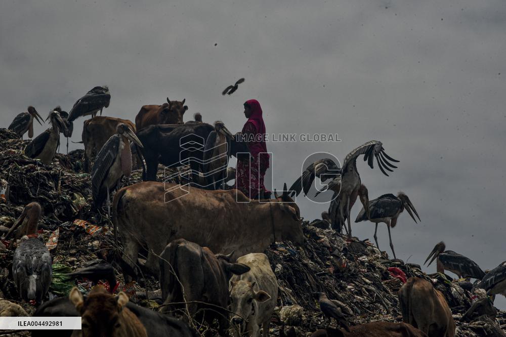 Guwahati Storks at Landfill - India