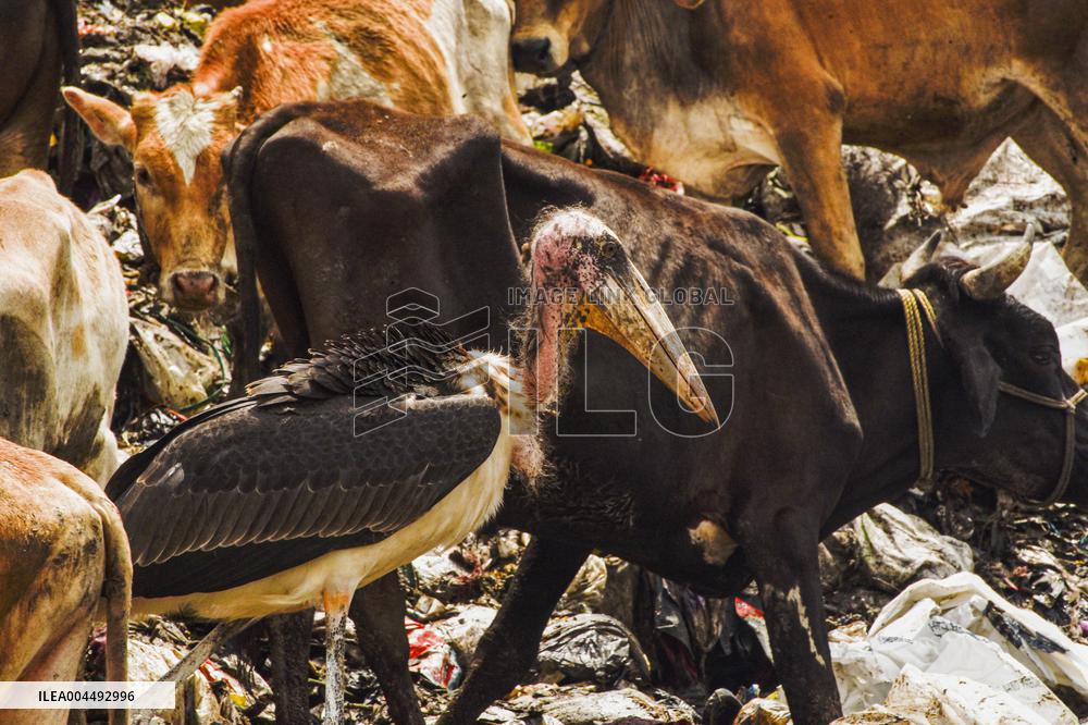 Guwahati Storks at Landfill - India