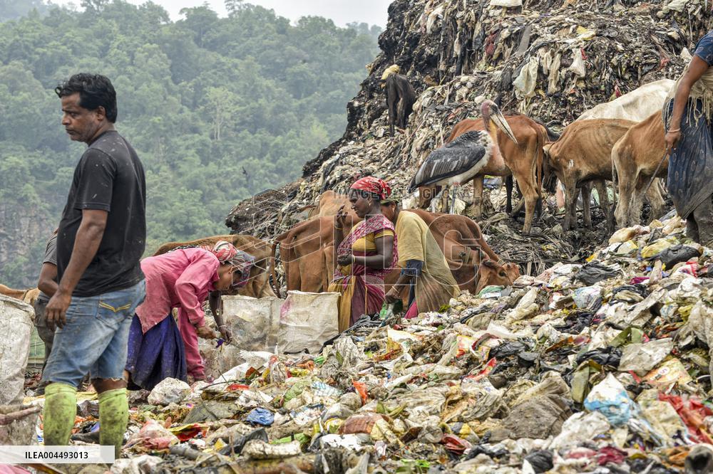 Guwahati Storks at Landfill - India
