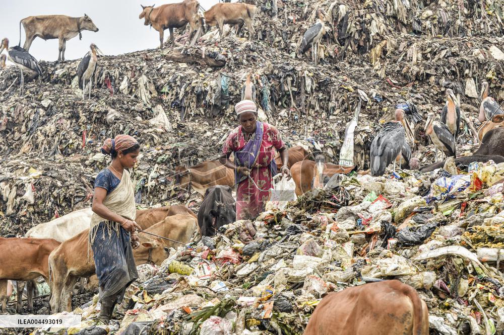 Guwahati Storks at Landfill - India