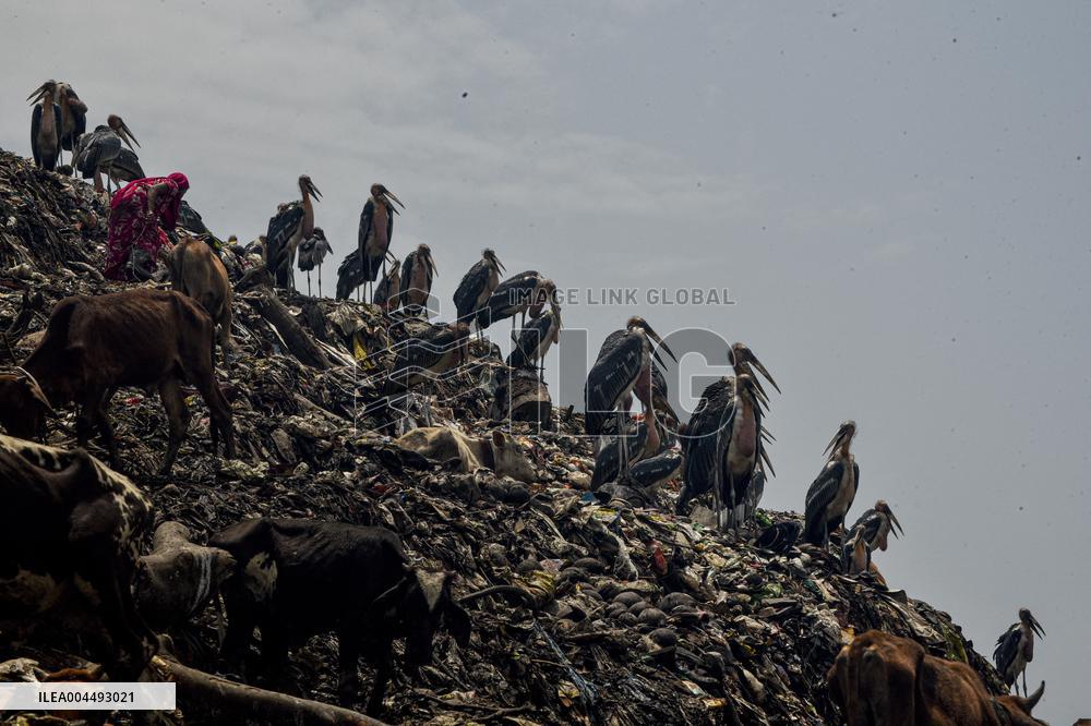 Guwahati Storks at Landfill - India