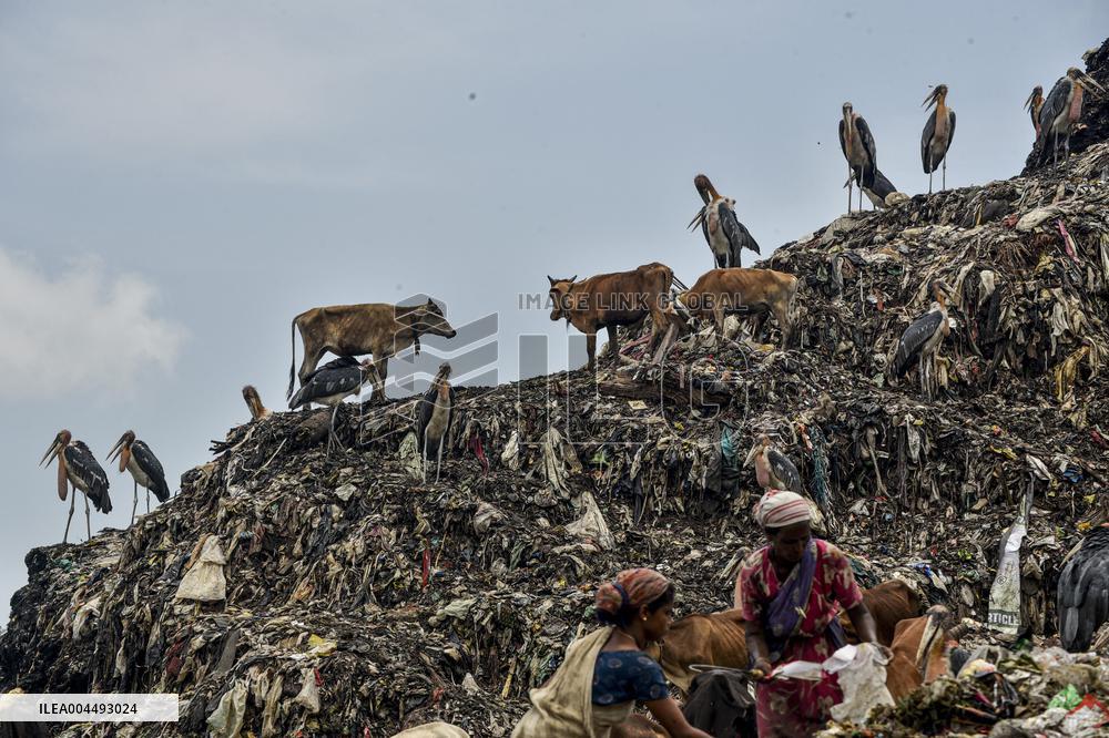 Guwahati Storks at Landfill - India