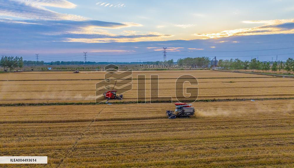 Wheat Harvest in Suqian