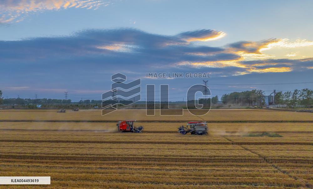 Wheat Harvest in Suqian