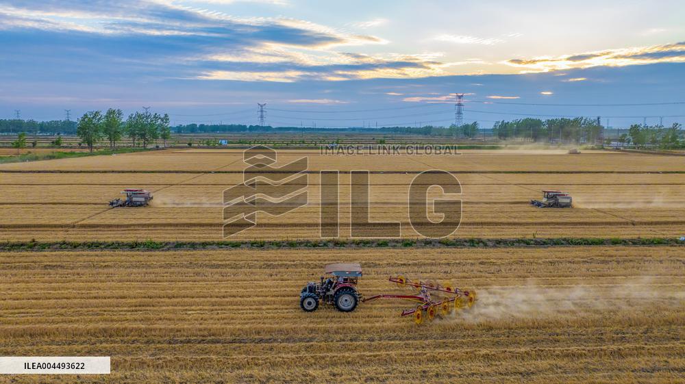 Wheat Harvest in Suqian
