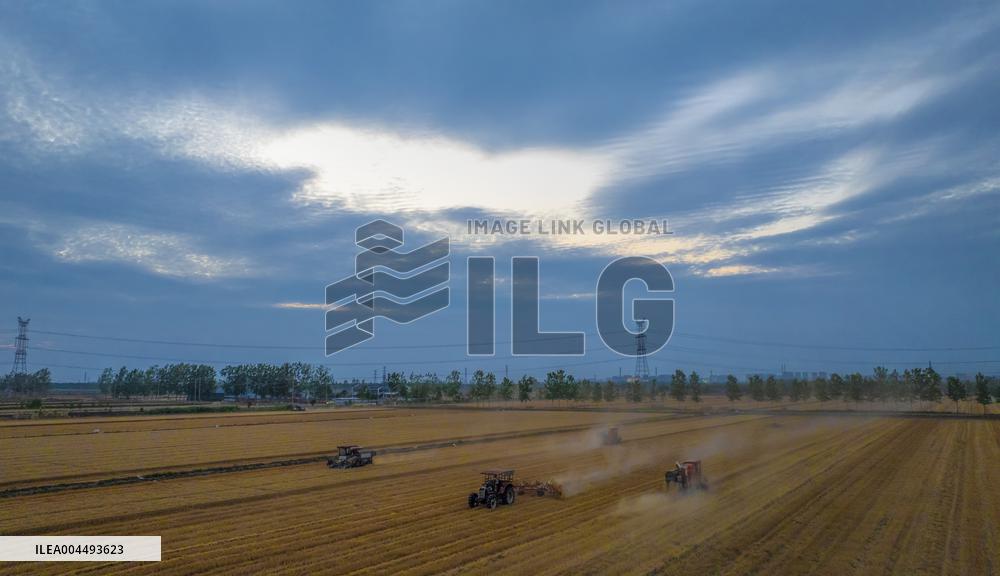 Wheat Harvest in Suqian