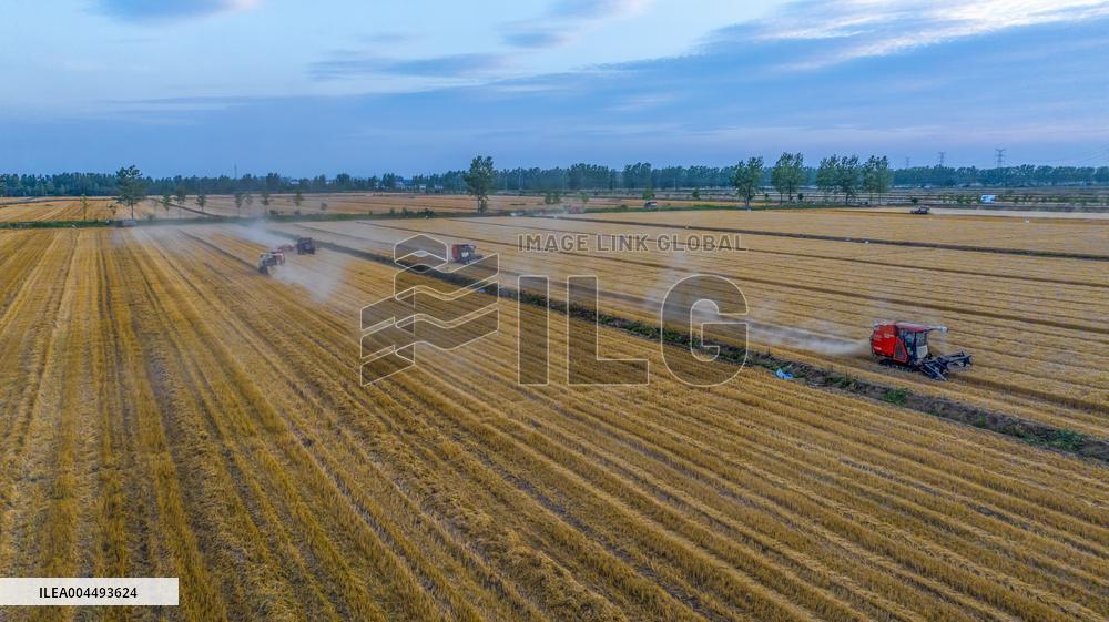 Wheat Harvest in Suqian