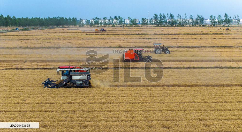 Wheat Harvest in Suqian