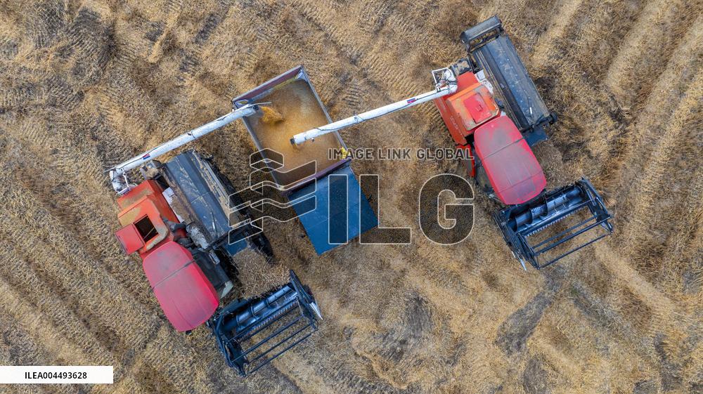 Wheat Harvest in Suqian