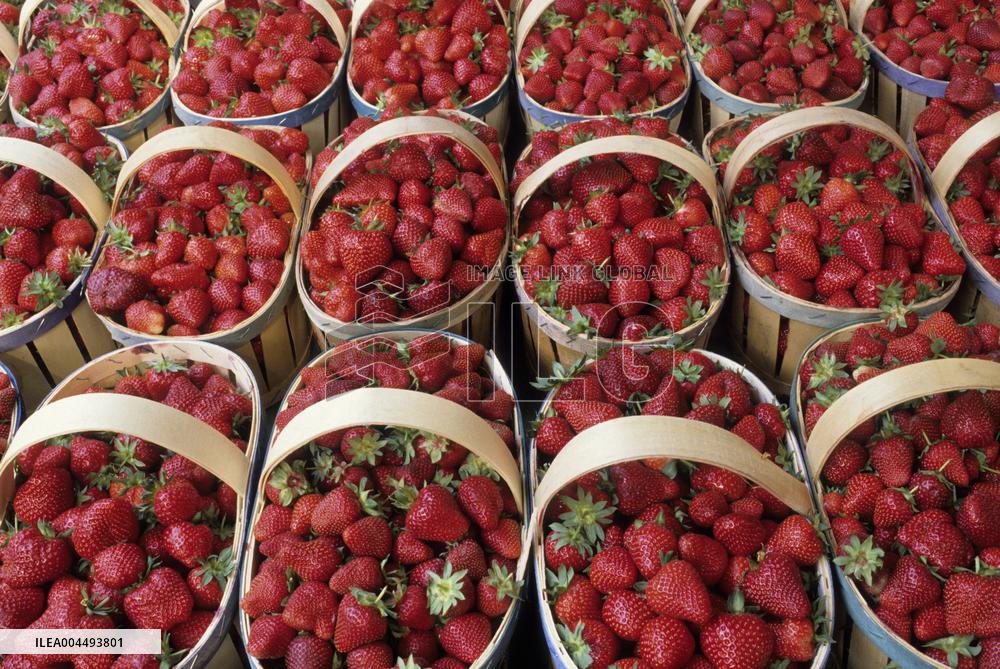 Illustration - Provence Food