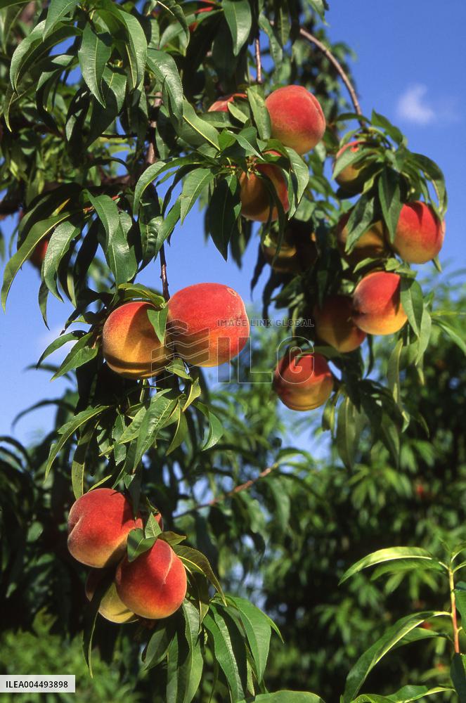 Illustration - Provence Food