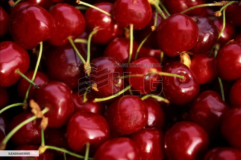 Illustration - Provence Food