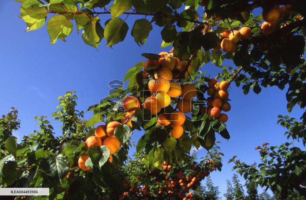 Illustration - Provence Food