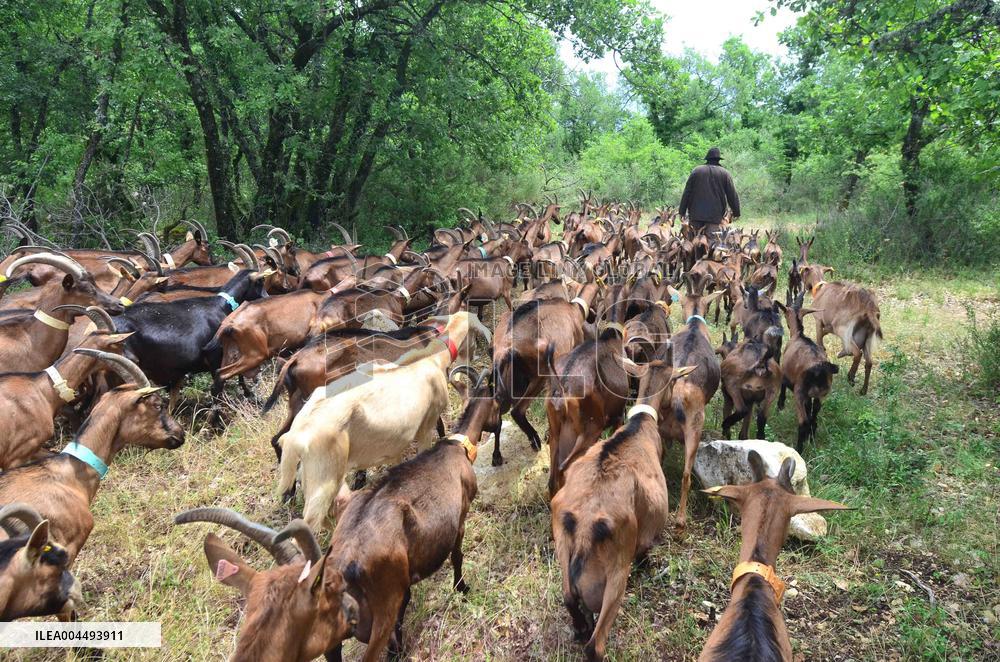 Illustration - Provence