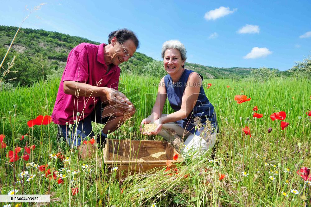 Illustration - Provence