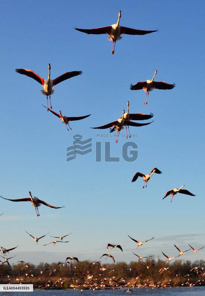 Illustration - Provence