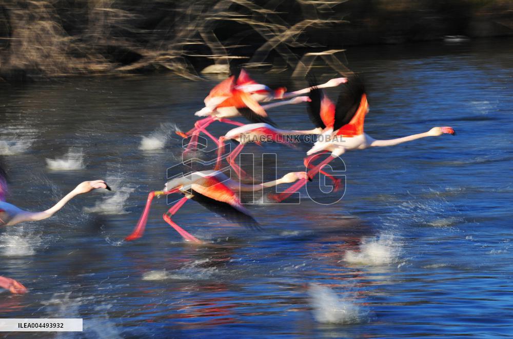 Illustration - Provence