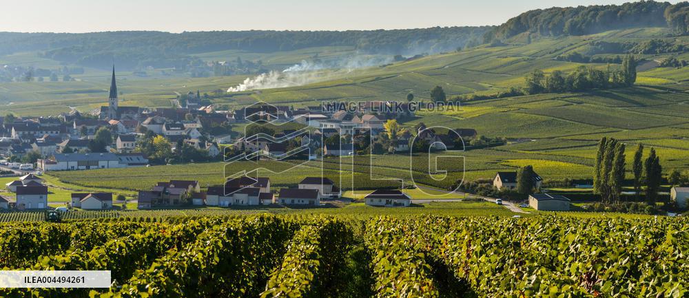 Illustration - Vin Champagne