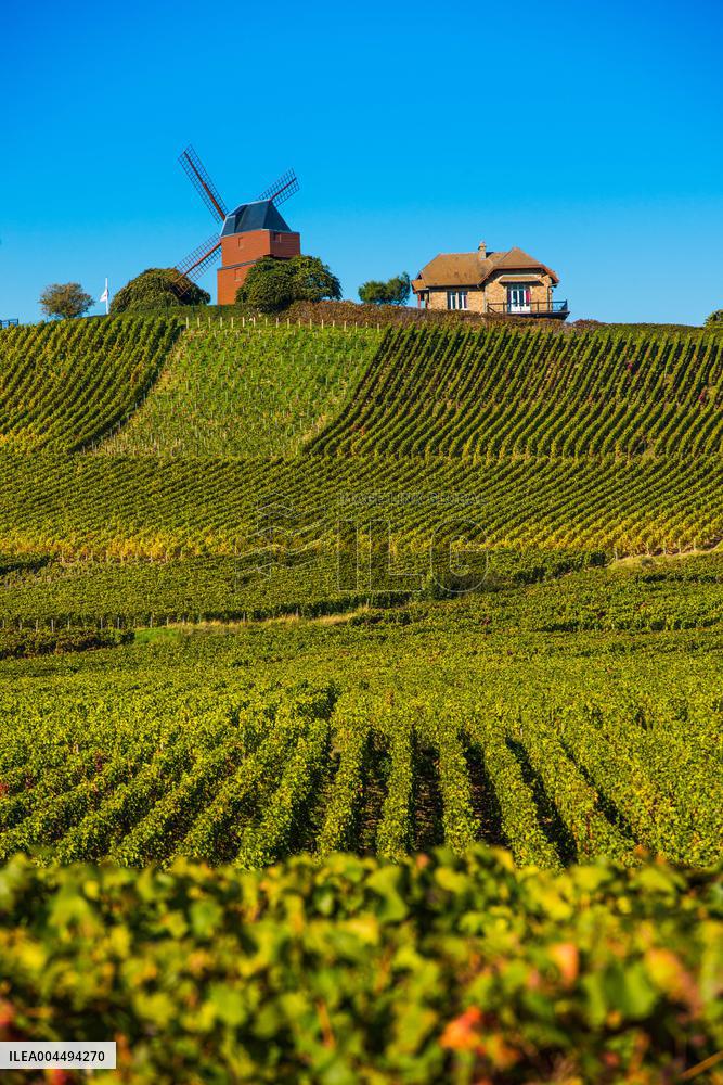 Illustration - Vin Champagne