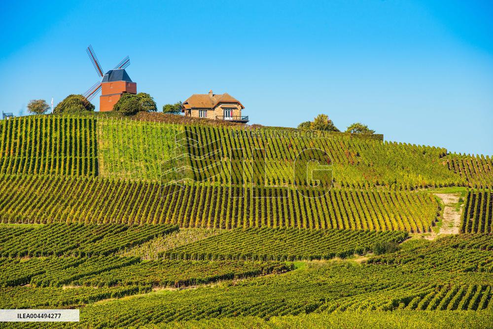 Illustration - Vin Champagne