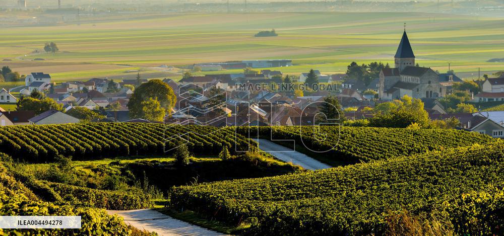 Illustration - Vin Champagne