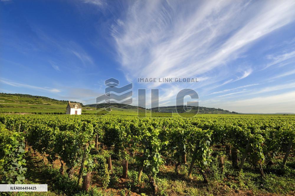 Illustration - Vin Bourgogne