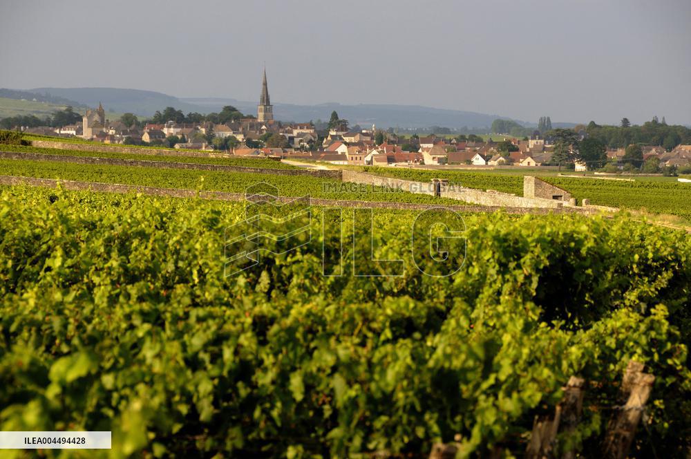 Illustration - Vin Bourgogne