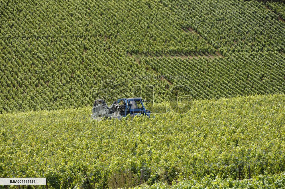 Illustration - Vin Bourgogne