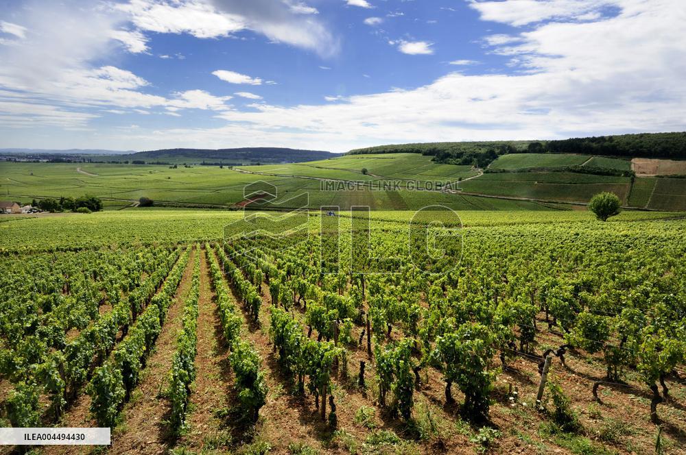 Illustration - Vin Bourgogne