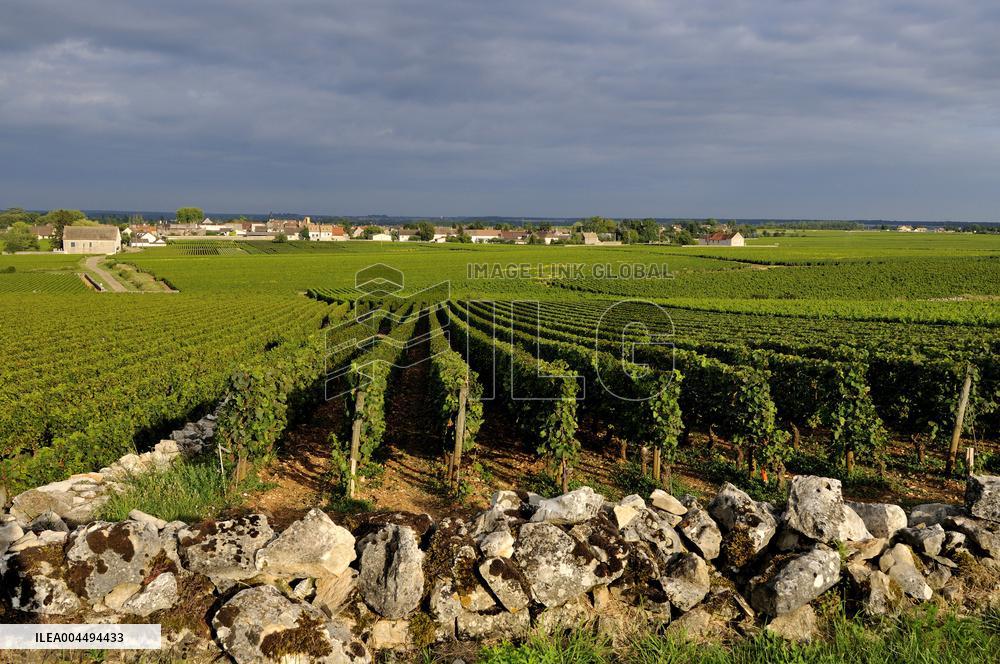 Illustration - Vin Bourgogne