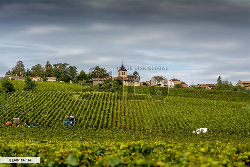 Illustration - Vin Bourgogne