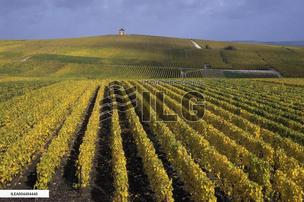 Illustration - Vin Champagne