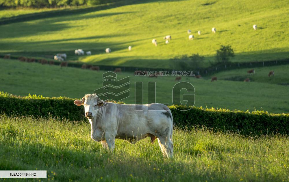 Illustration - Vin Bourgogne