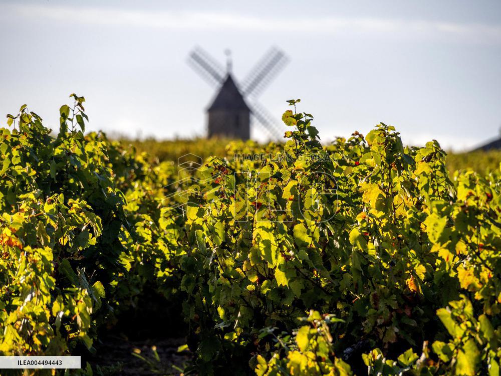 Illustration - Vin Bourgogne