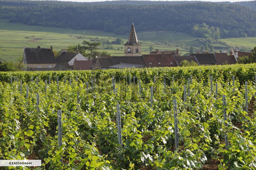 Illustration - Vin Bourgogne