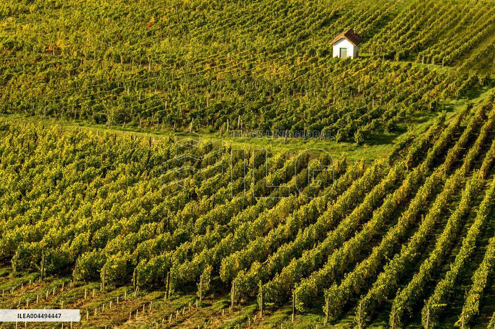 Illustration - Vin Bourgogne